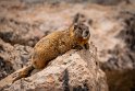 069 Mount Evans geelbuikmarmot